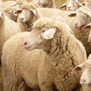 Consultoria Ovina