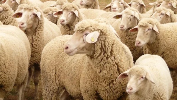 Consultoria Ovina